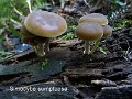 Simocybe sumptuosa-amf1772-1